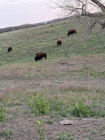 Pioneers Park with Buffalo nearby!