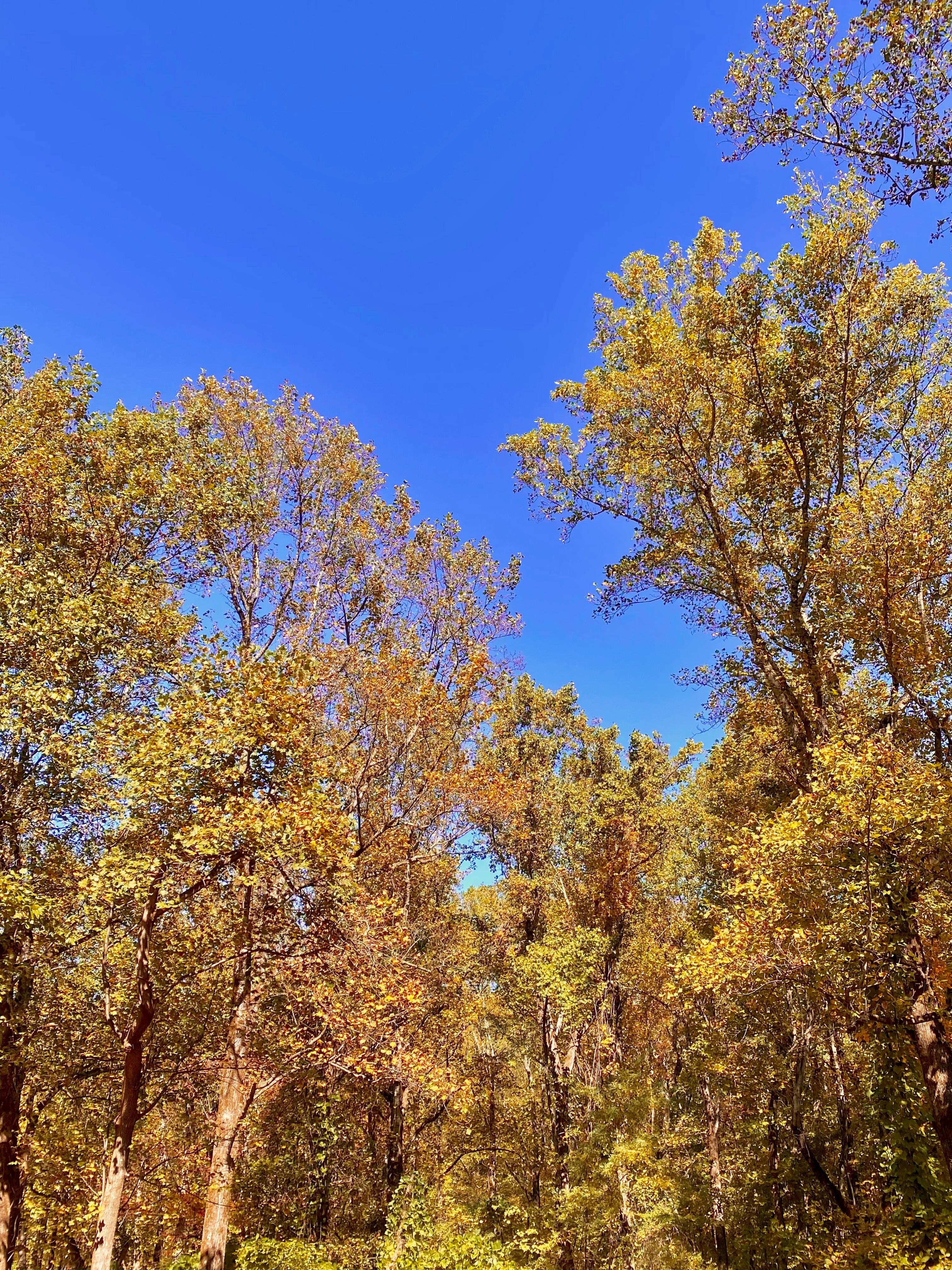 View from back porch in mid October