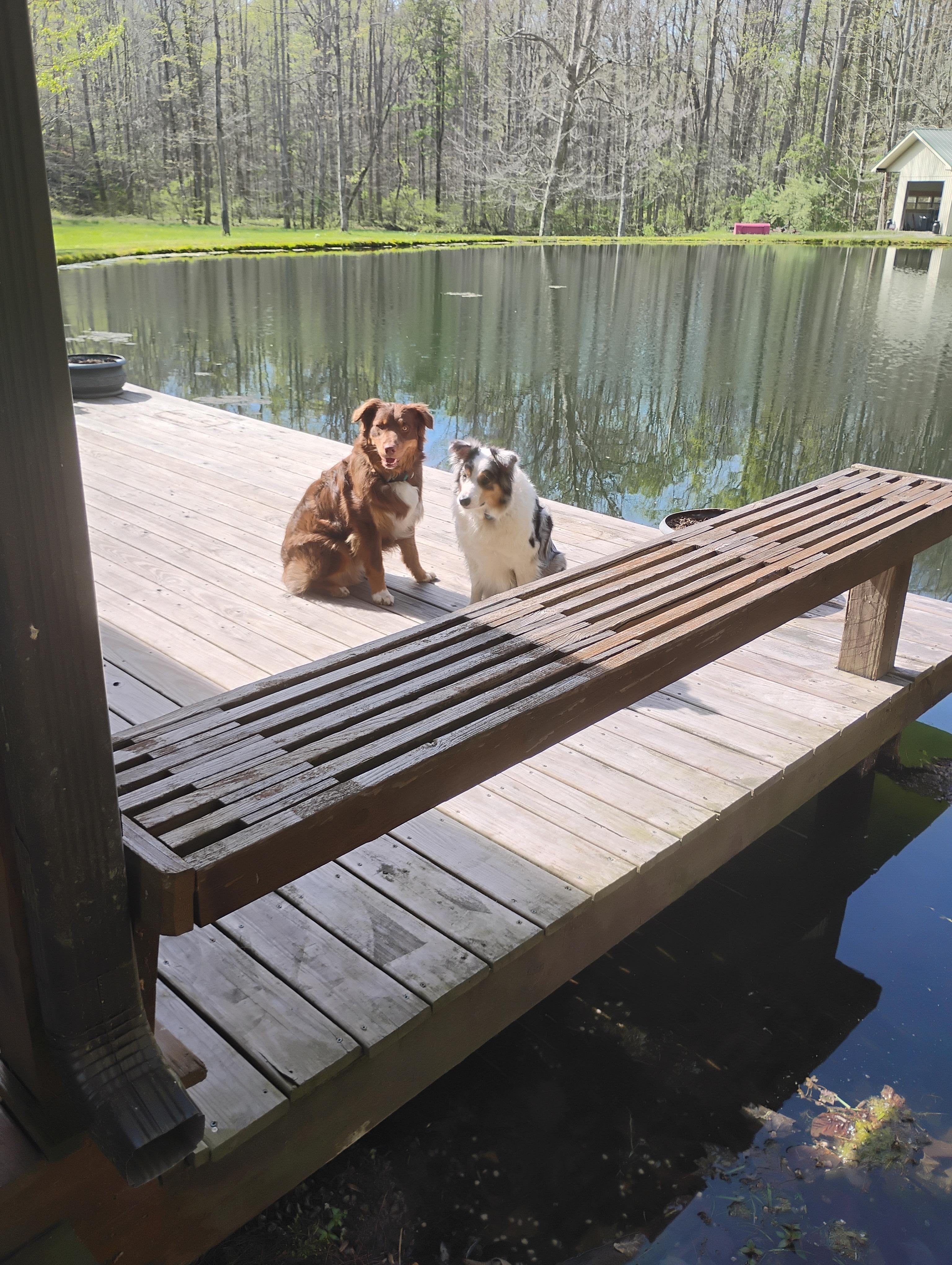The pups enjoying the deck