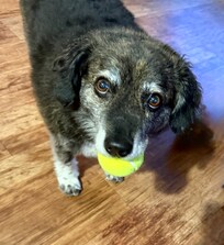 The doggy bag with Jack’s favorite toy inside was a hit!