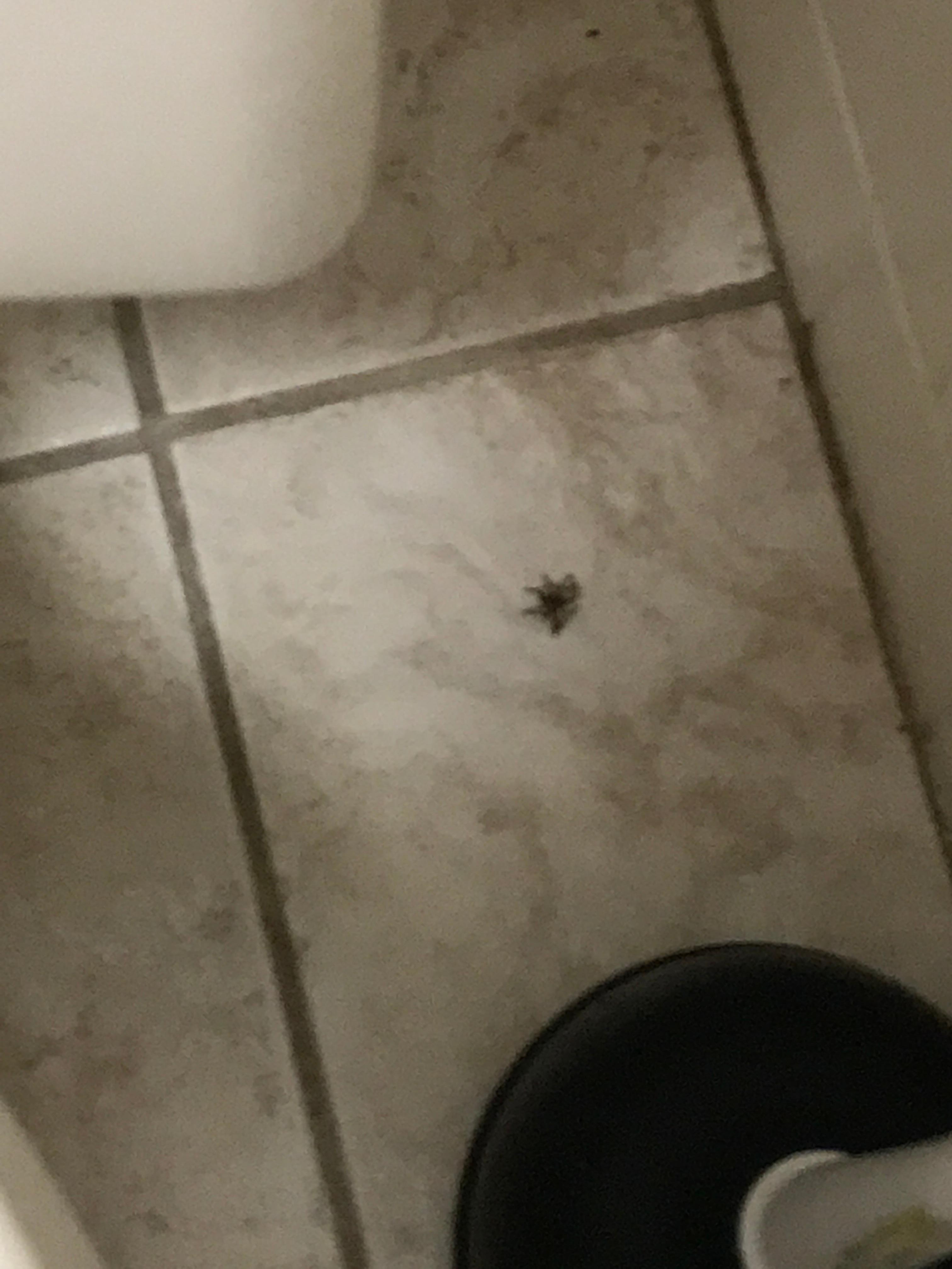 Dead spider...