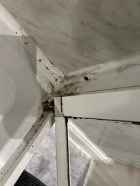 Mold in shower