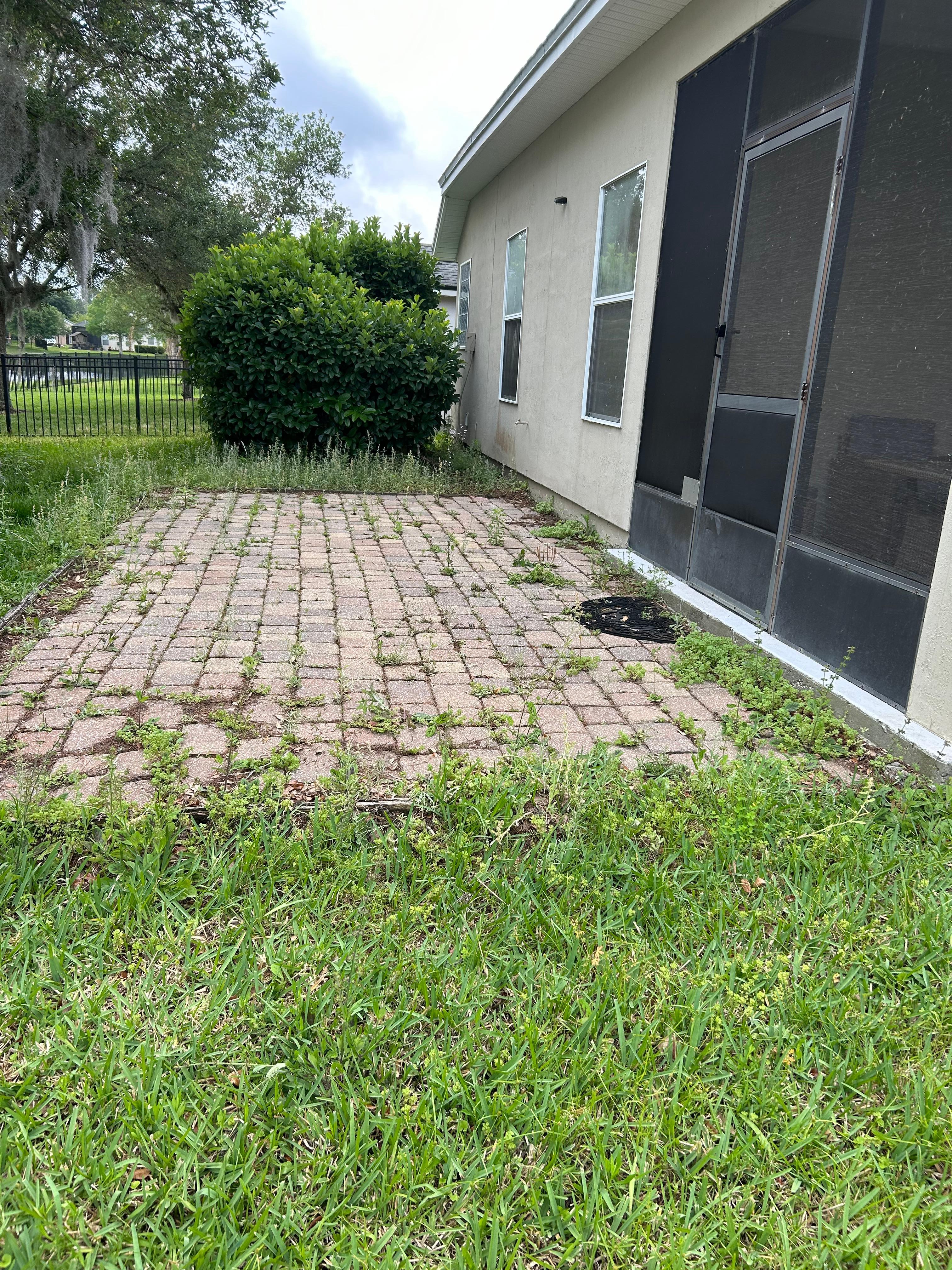 Weeds in the pavers