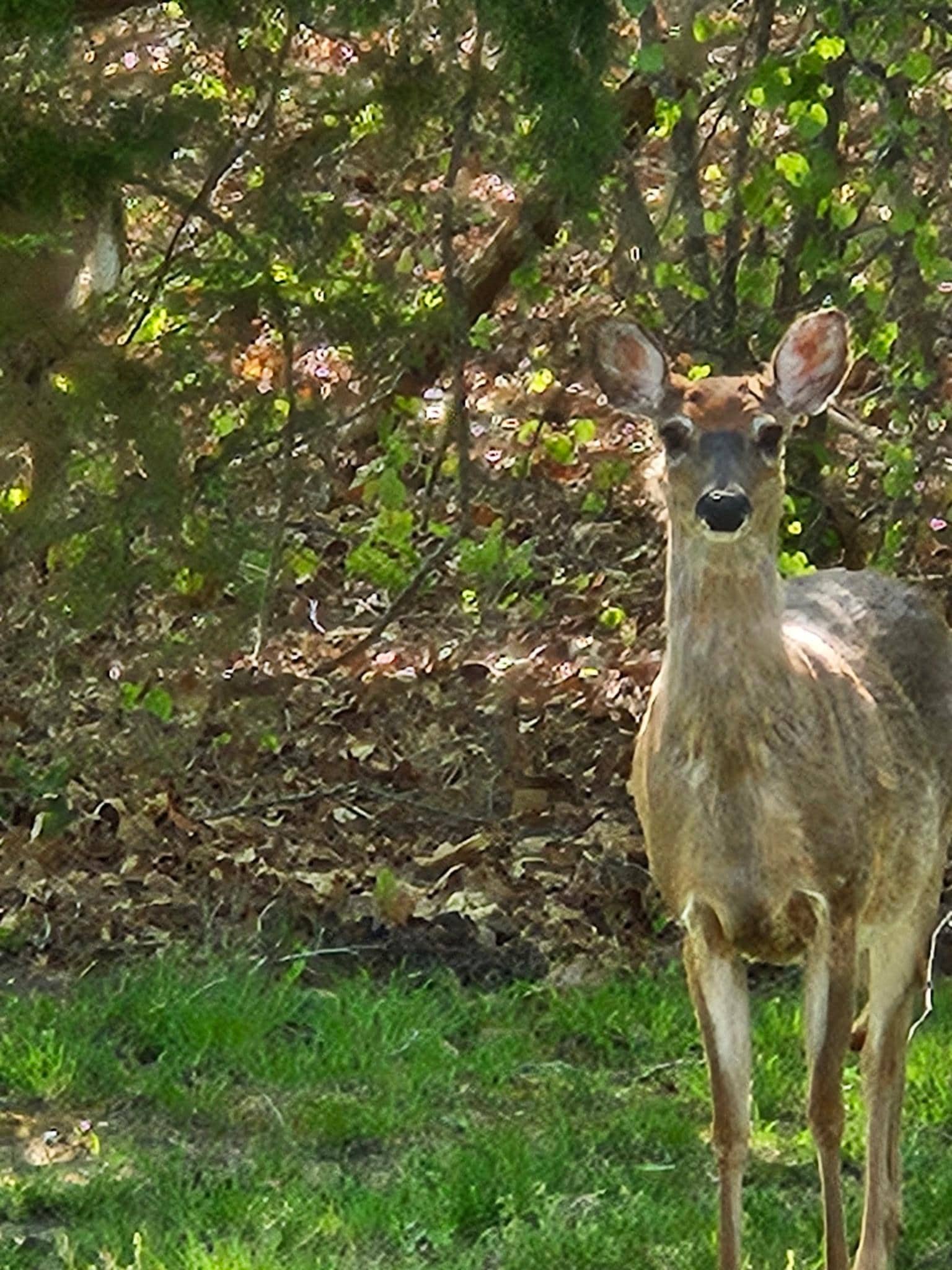 Deer in backyard