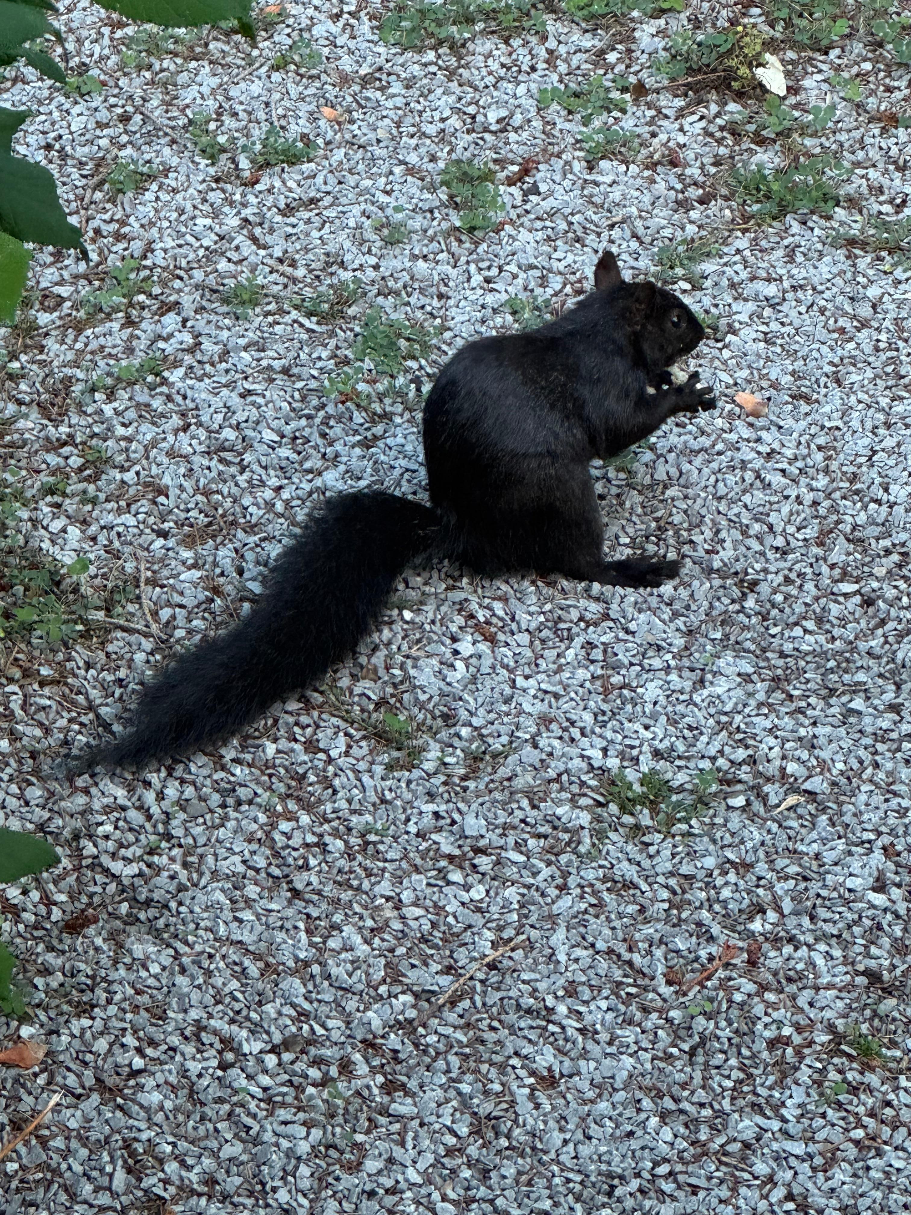 Black squirrel 