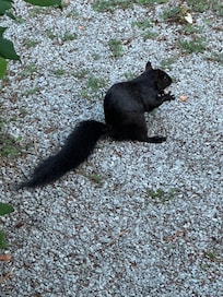 Black squirrel