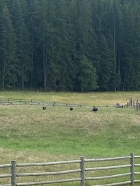Wild turkeys view from porch.