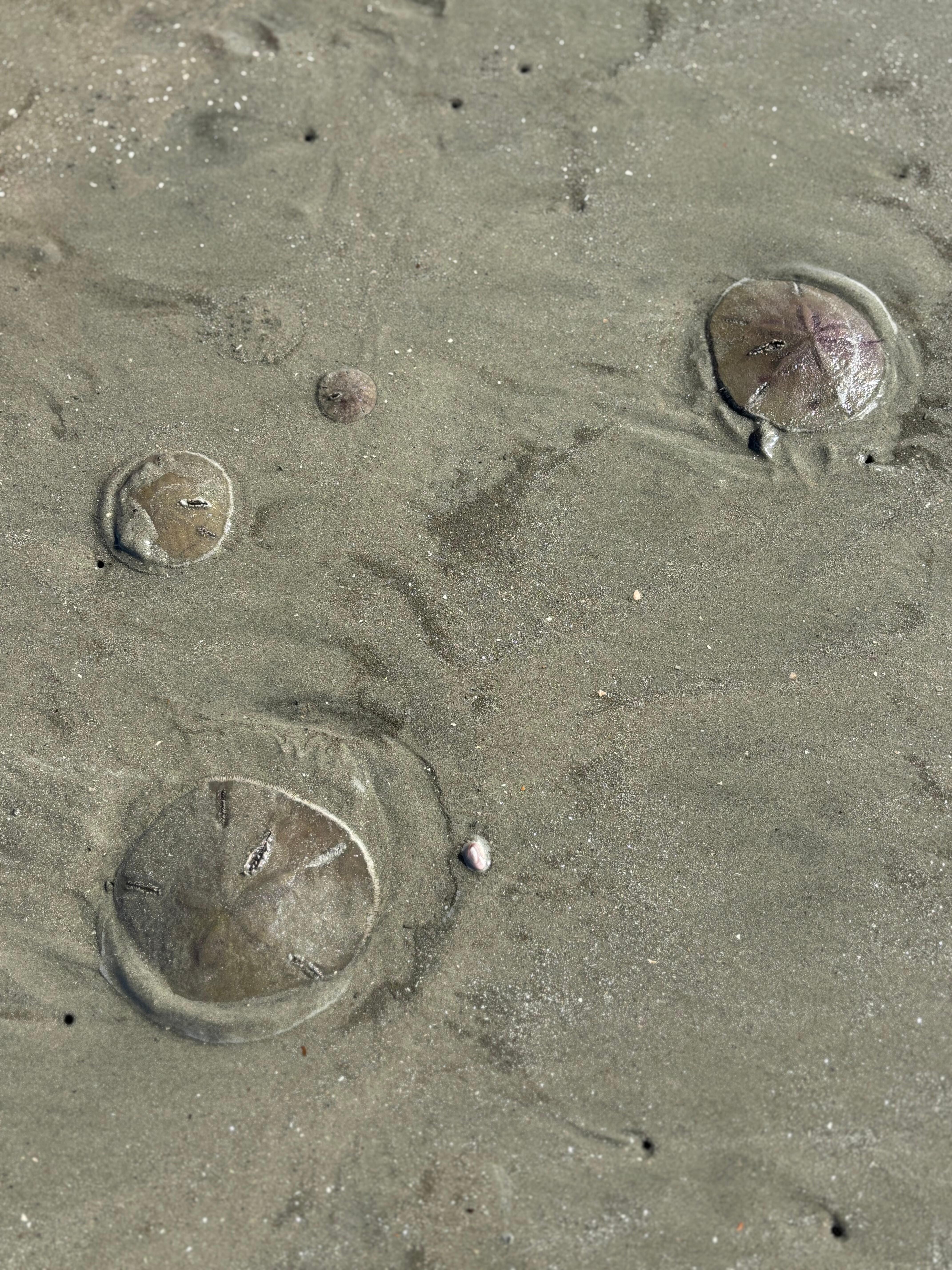 So many fun things for the kids to find at the beach 