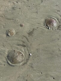 So many fun things for the kids to find at the beach