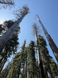 Mariposa Grove
