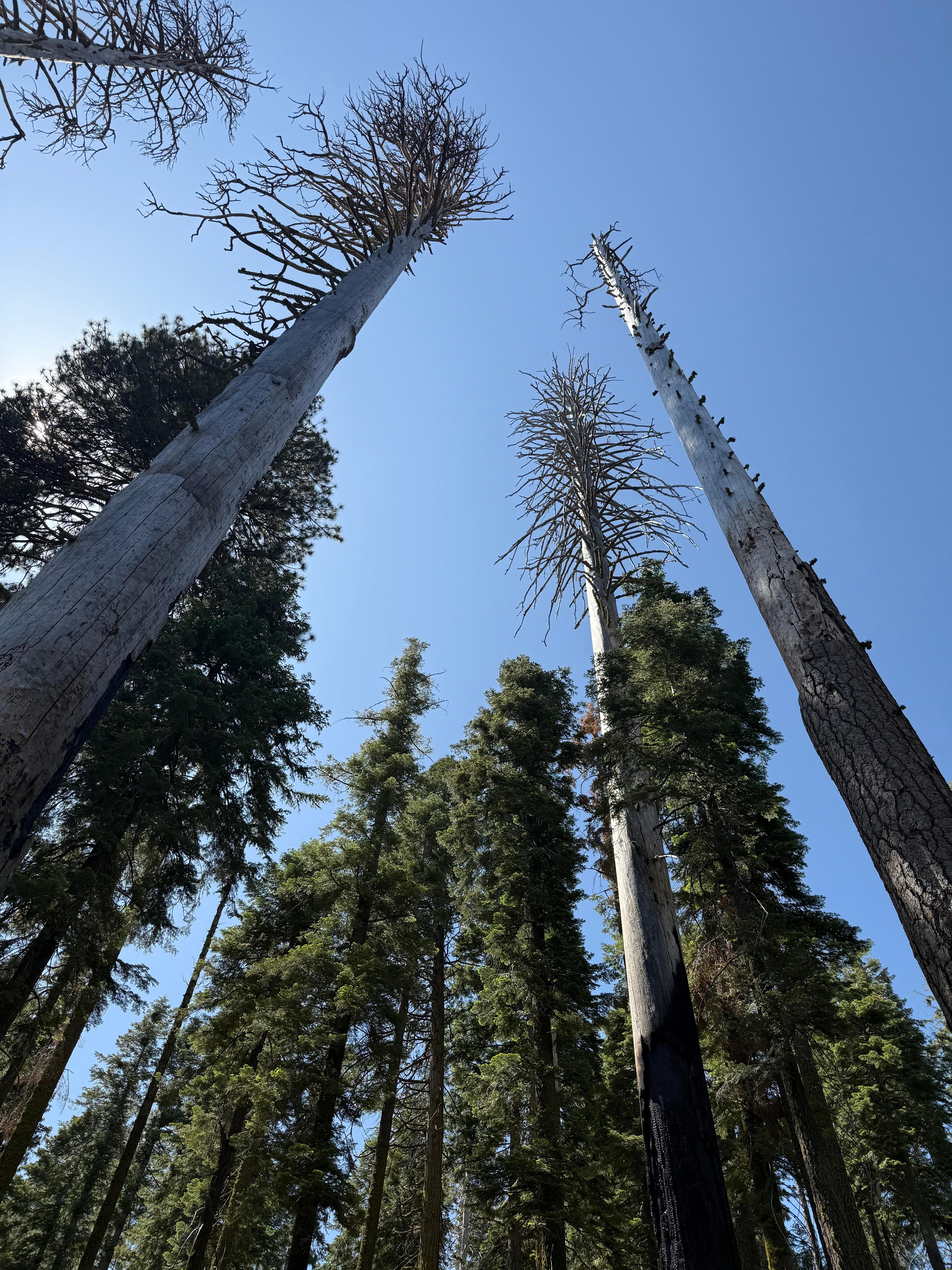 Mariposa Grove