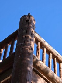 A squirrel looking down on us