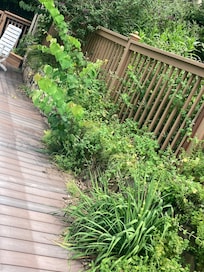 Weeds overgrown in pool area. Couldn’t even walk on that side of pool without touching my them