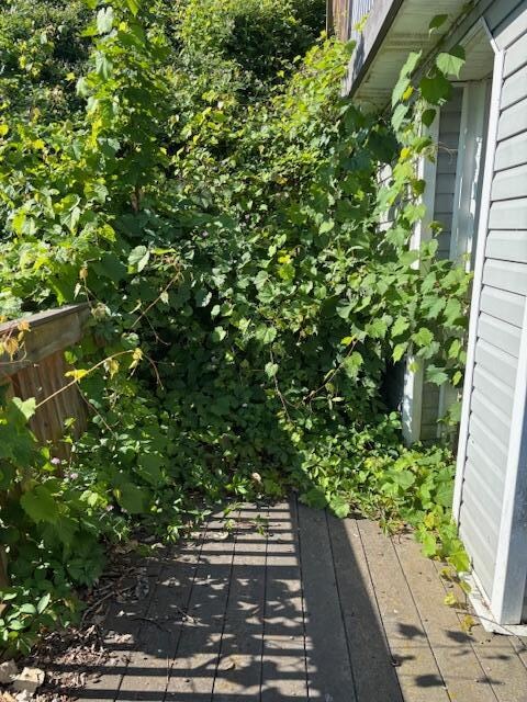 More vines