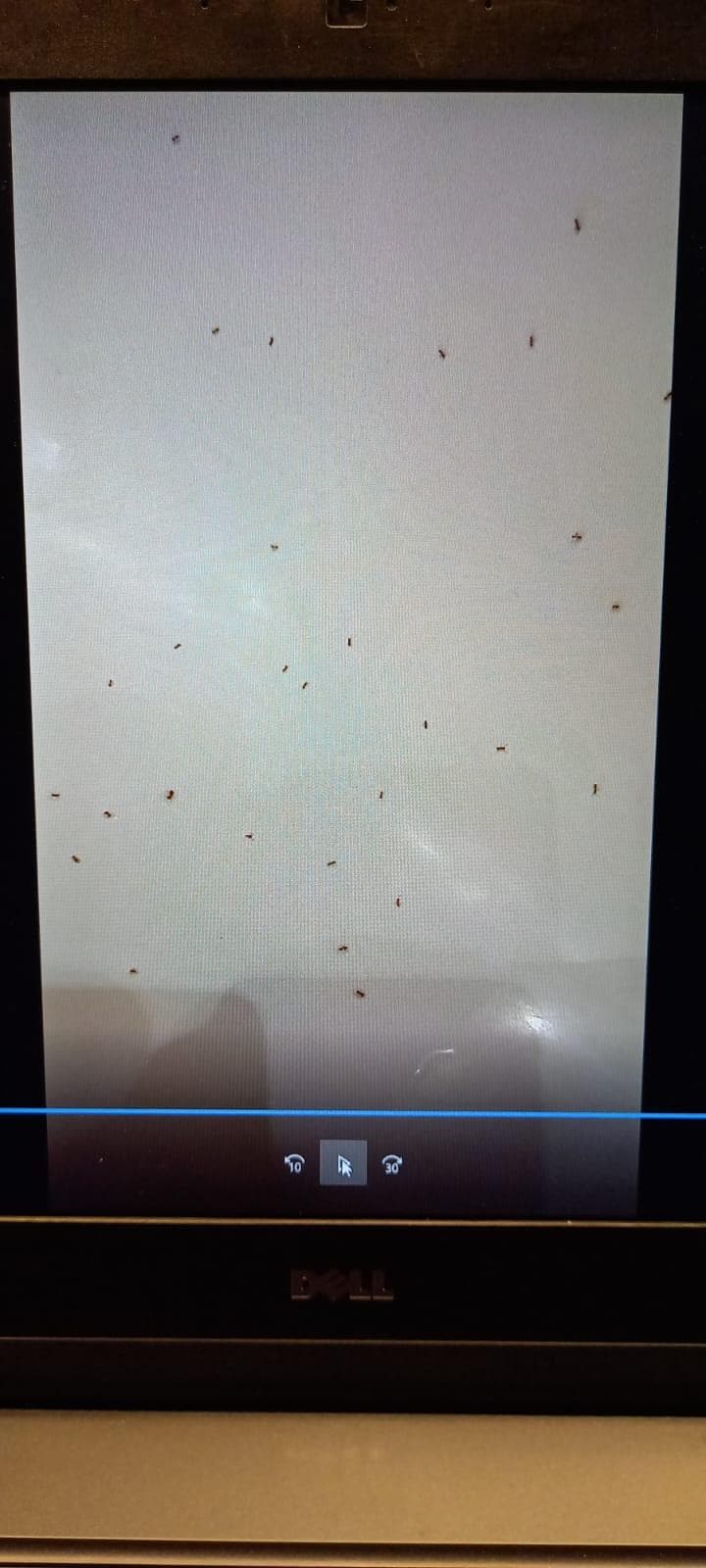 Hunderte kl. Ameisen (aus dem Video)