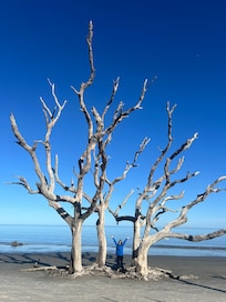 Short drive to Driftwood Beach on Jeckyl Island - one of a kind location