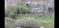 Bear seen from backyard.