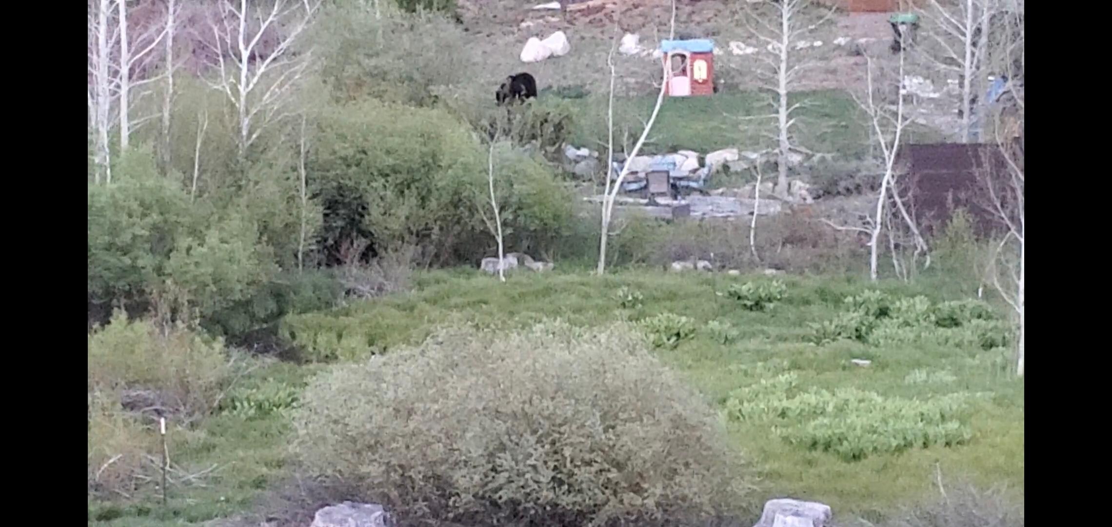Bear seen from backyard.