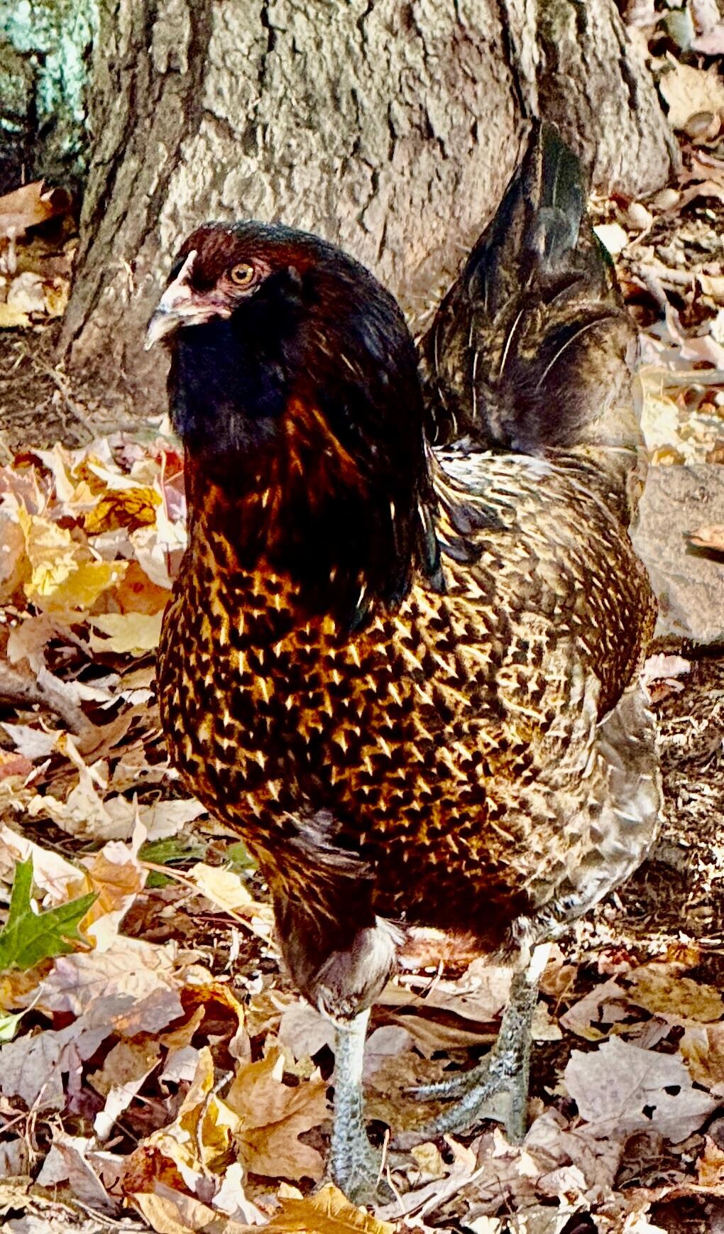 Fresh eggs were already in the refrigerator. 