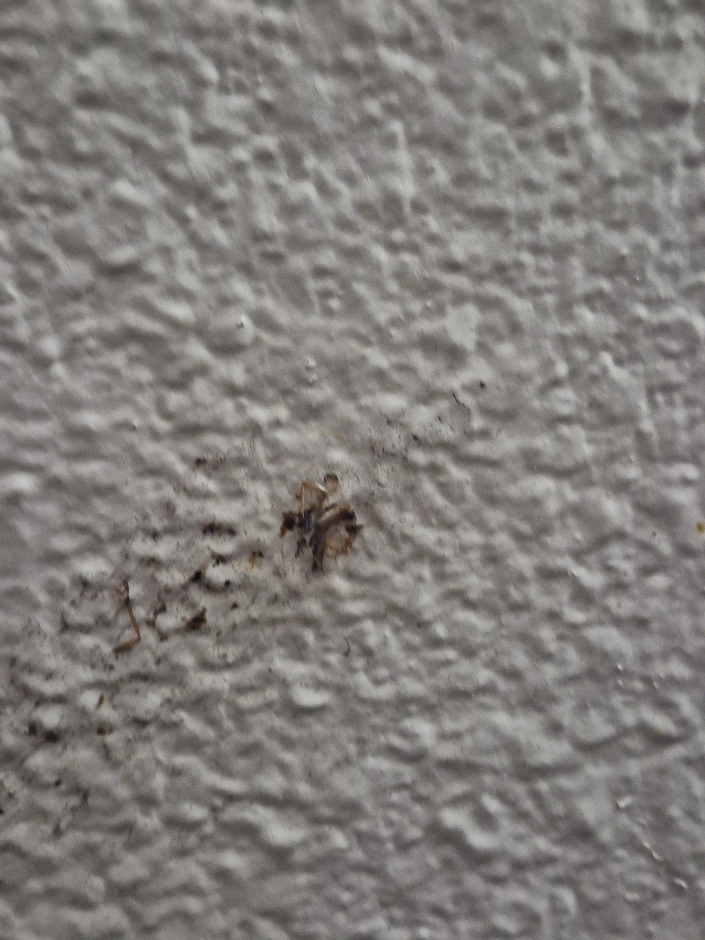 A delicate smearing across the crappy repainted wall. 