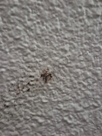 A delicate smearing across the crappy repainted wall.