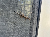 Outside, we loved seeing geckos