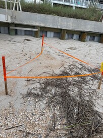Turtle laid eggs June 11