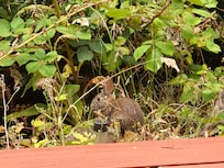 Bunny in the yard.