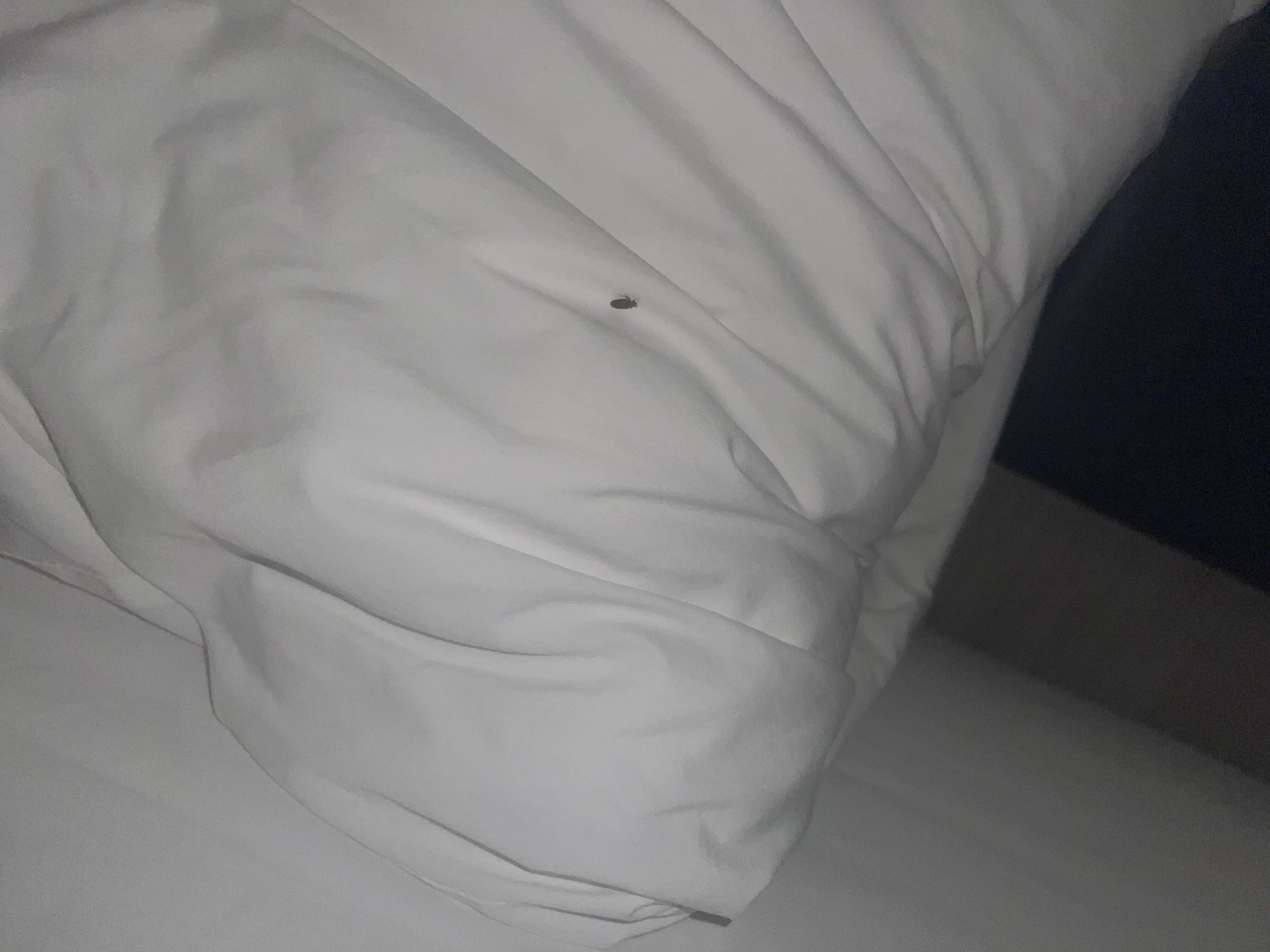 Bed bug. Room moved to 