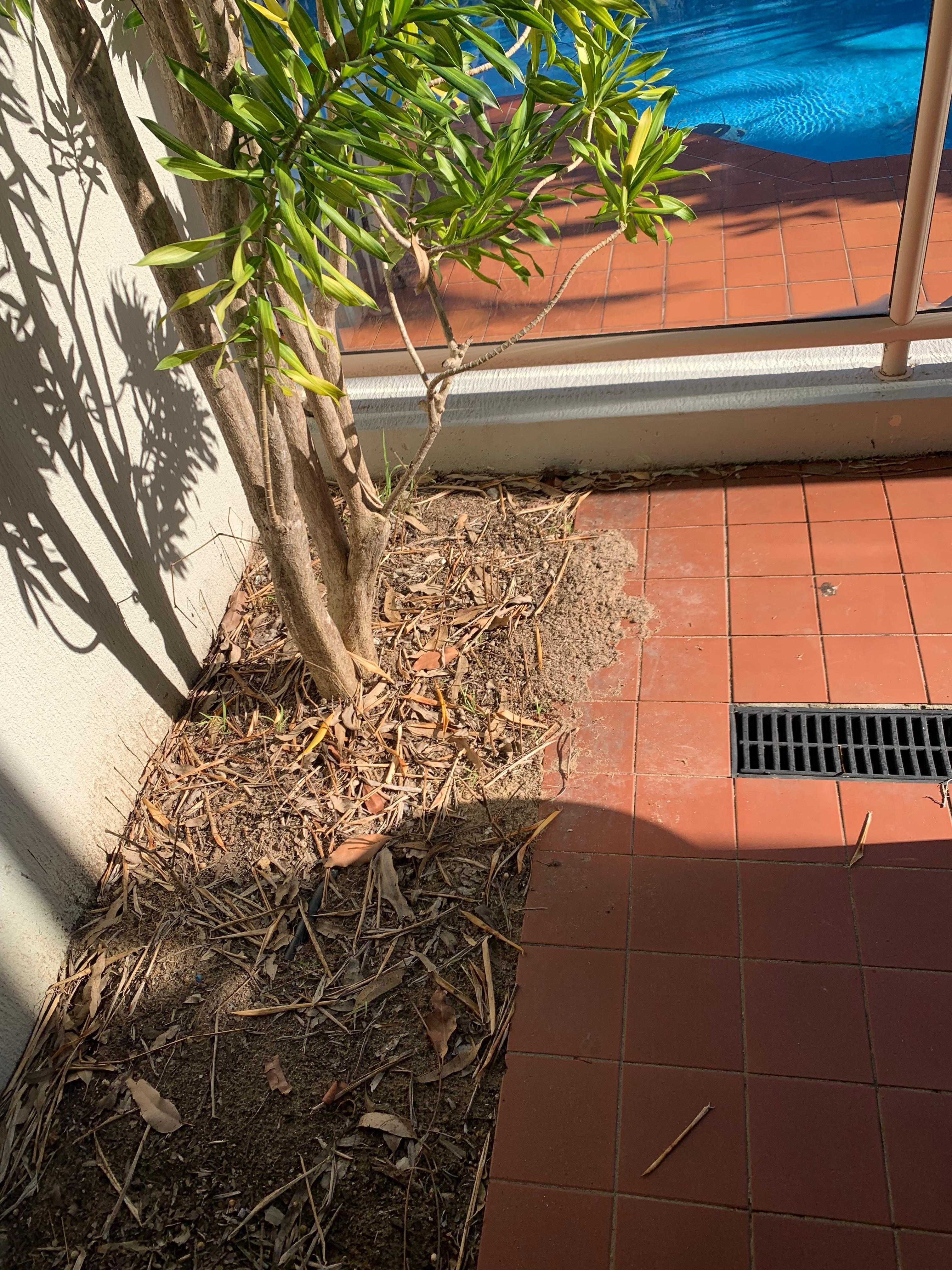 Balcony garden, ant nest.