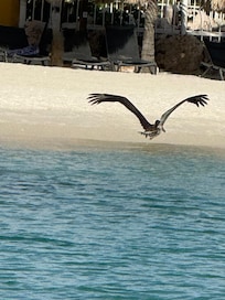 Os Pelicanos também frequentam a praia.