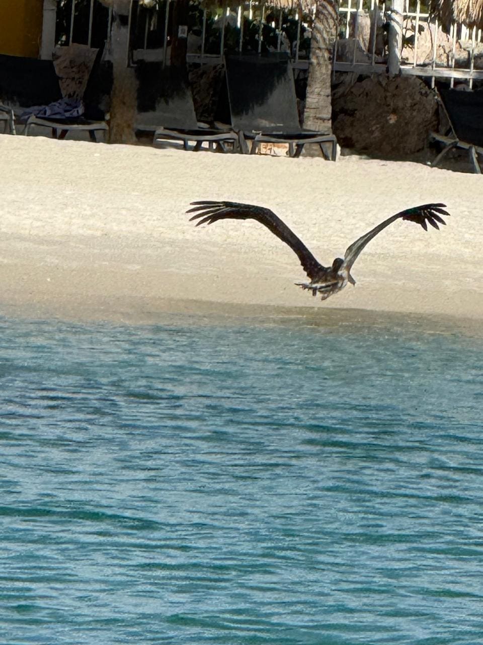 Os Pelicanos também frequentam a praia.