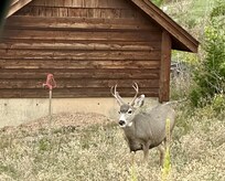 Wildlife