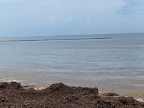 Sargassum