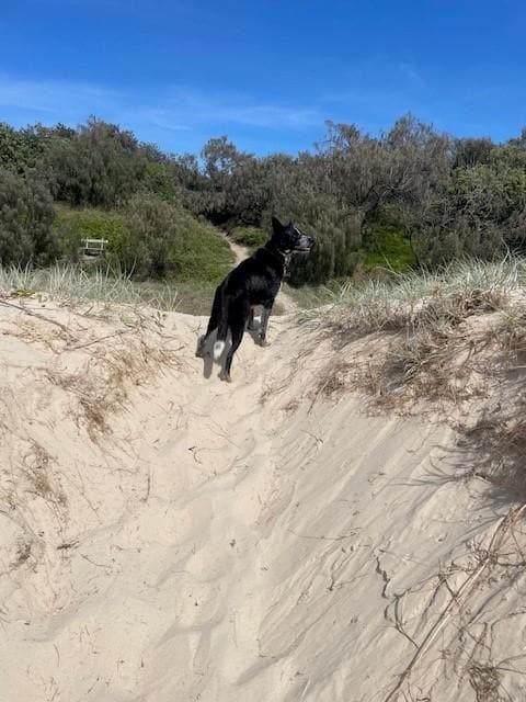 Ringo was reluctant to leave the beach each day, we loved the close access to the water.