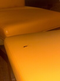 Roaches - Expedia would NOT relocate us because they have to see TWO bugs next to each other in the SAME photo- WILD CONCEPT