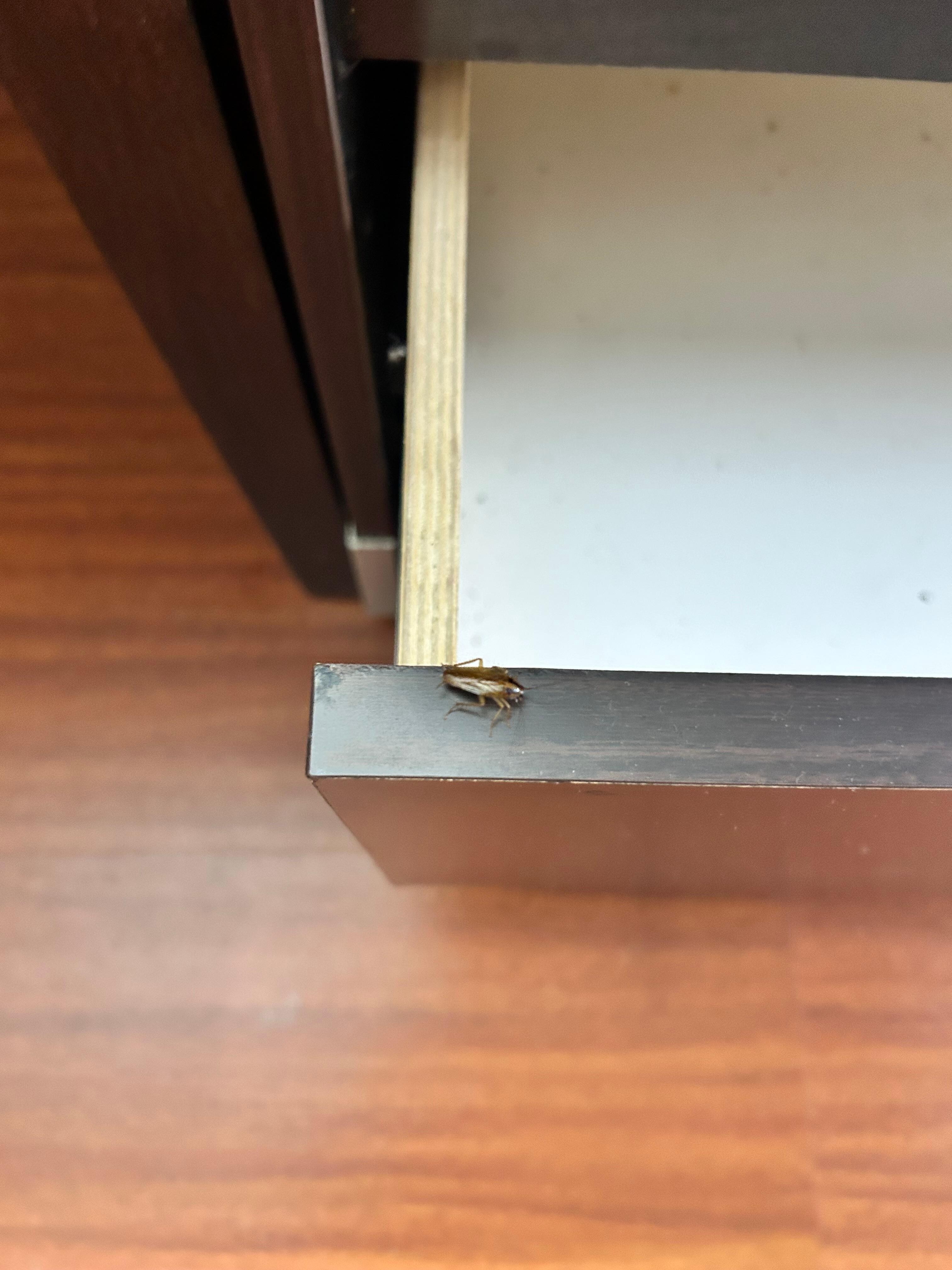 A LIVE roach crawling in the dresser.