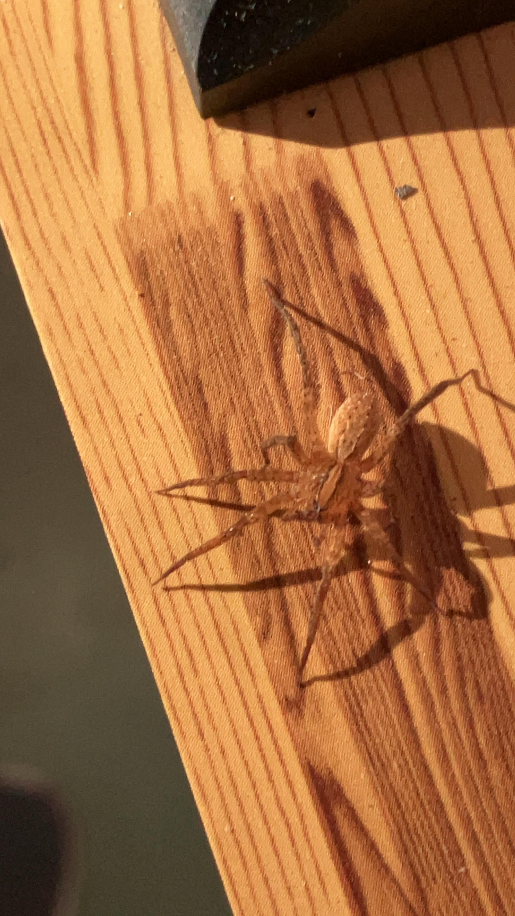 These spiders were EVERYWHERE.