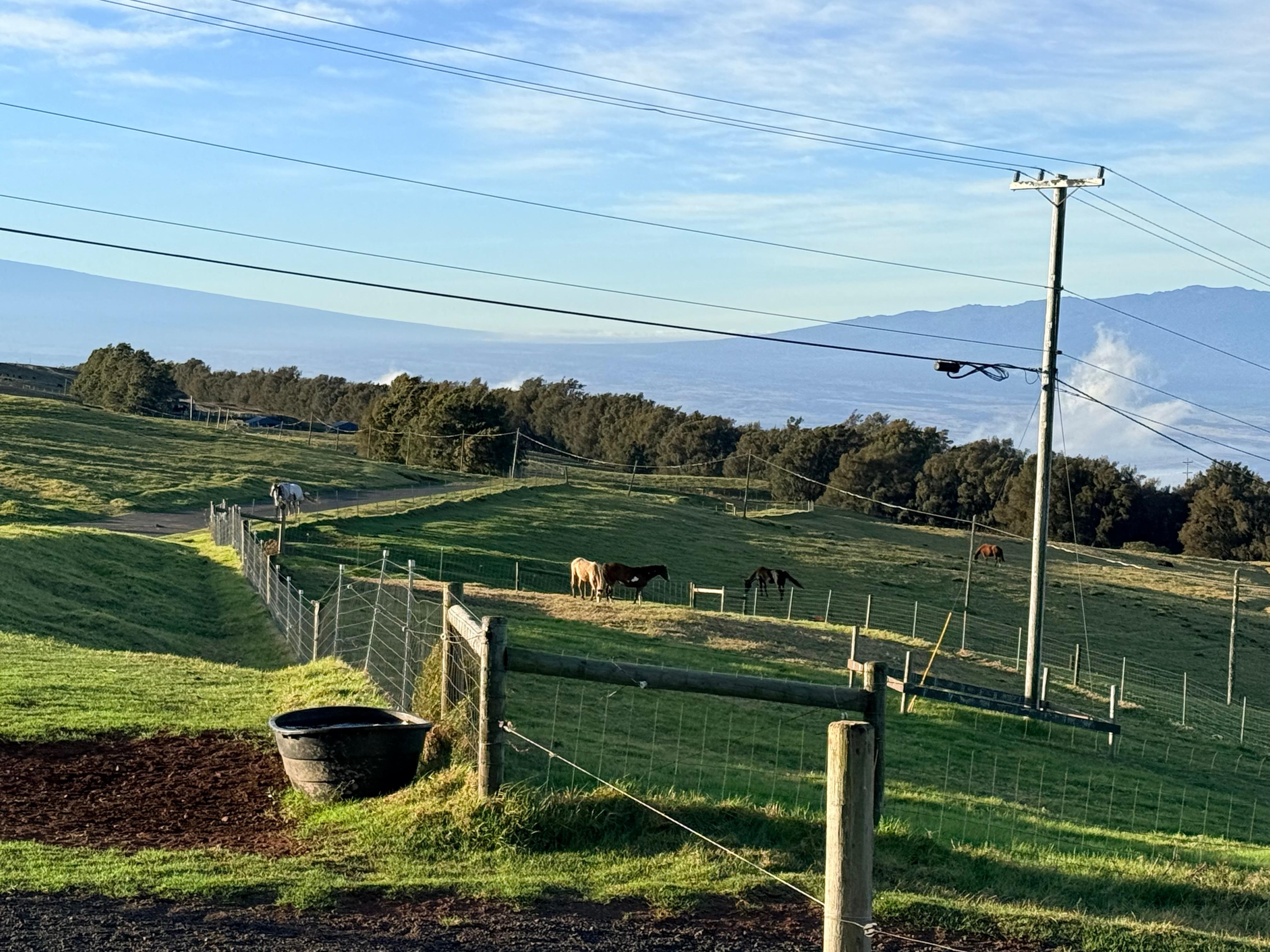 Down the driveway, on the way to a horse ride