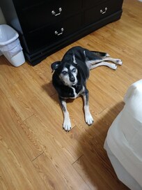 My dog in the motel relaxing