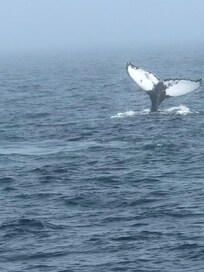 Whale Watching in the Gulf of Maine