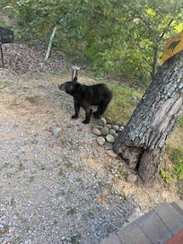 Seen bears 3/4 days we stayed there none were aggressive at all and very fun experience