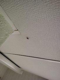 Roach on ceiling....