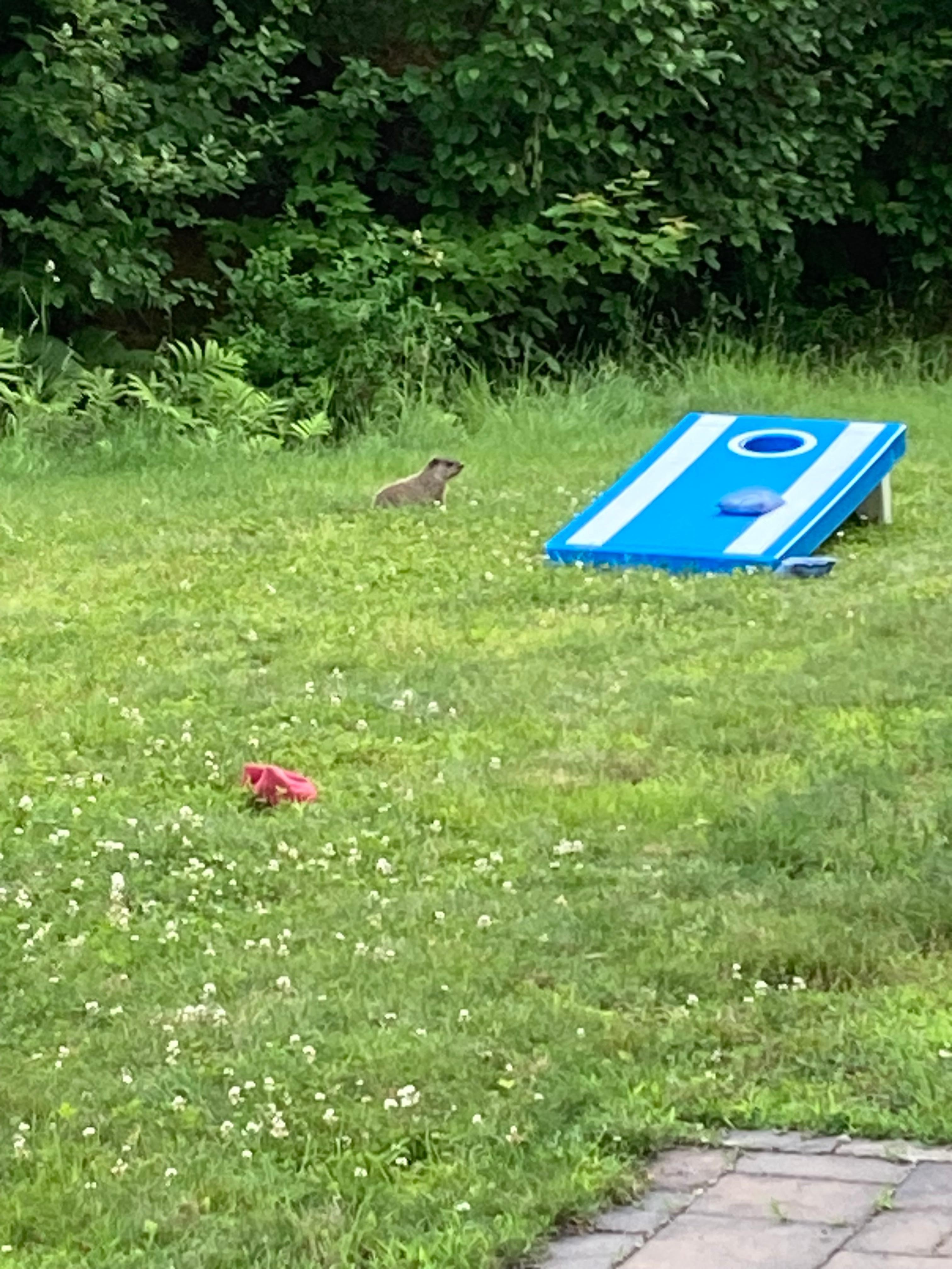 Woodchuck