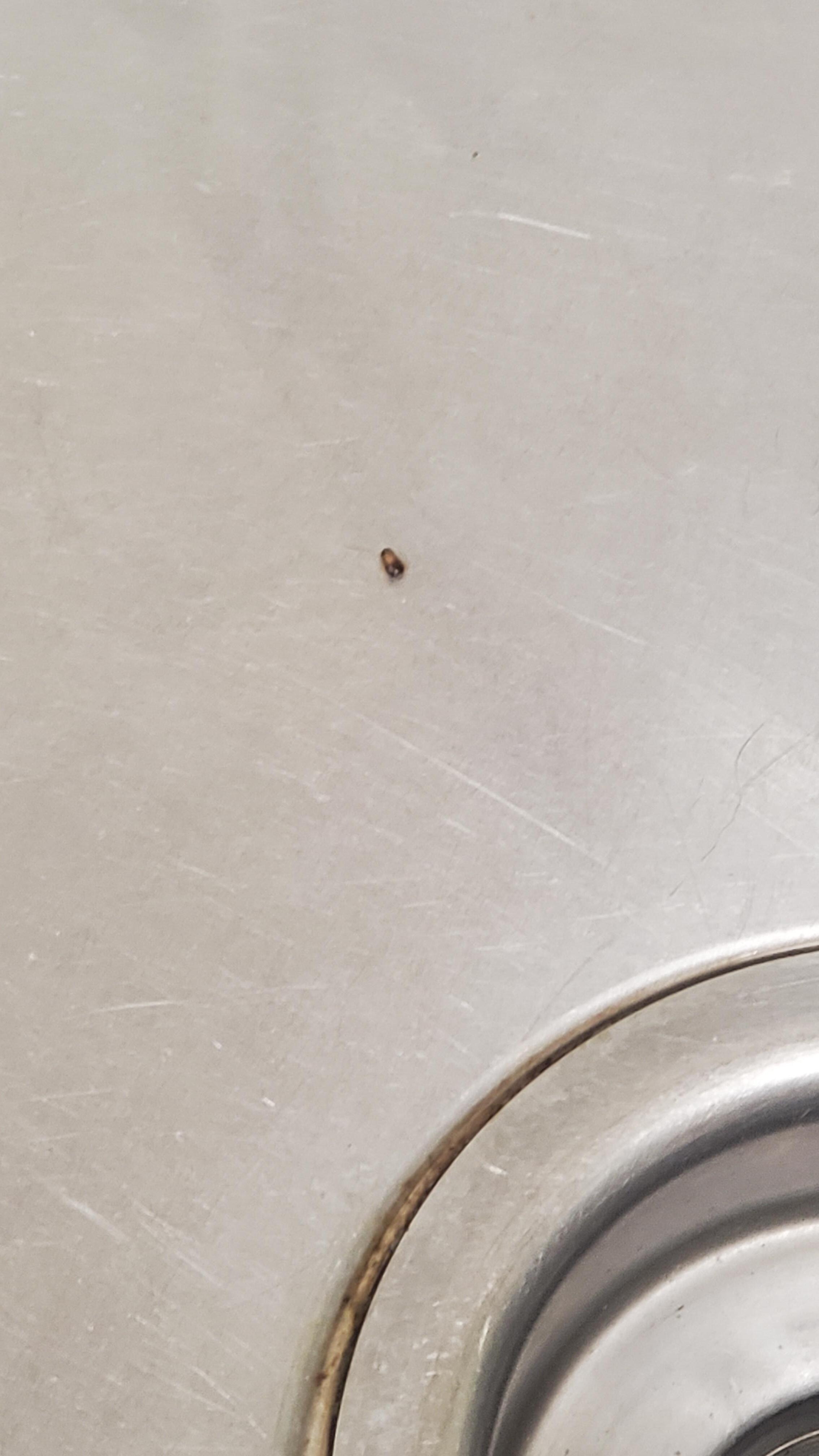 Roaches found in kitchen sink in the room. None of the employees was surprised. Management lied and said they would call and never did. 