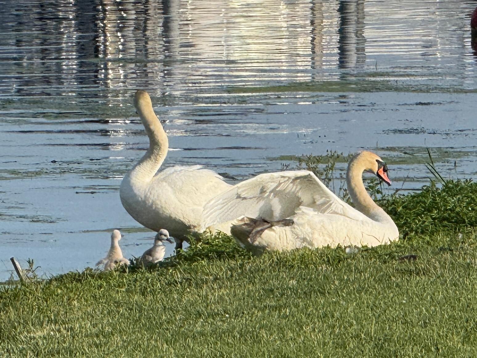 Our sweet little swan family was a delight - and exciting to follow for a few days!