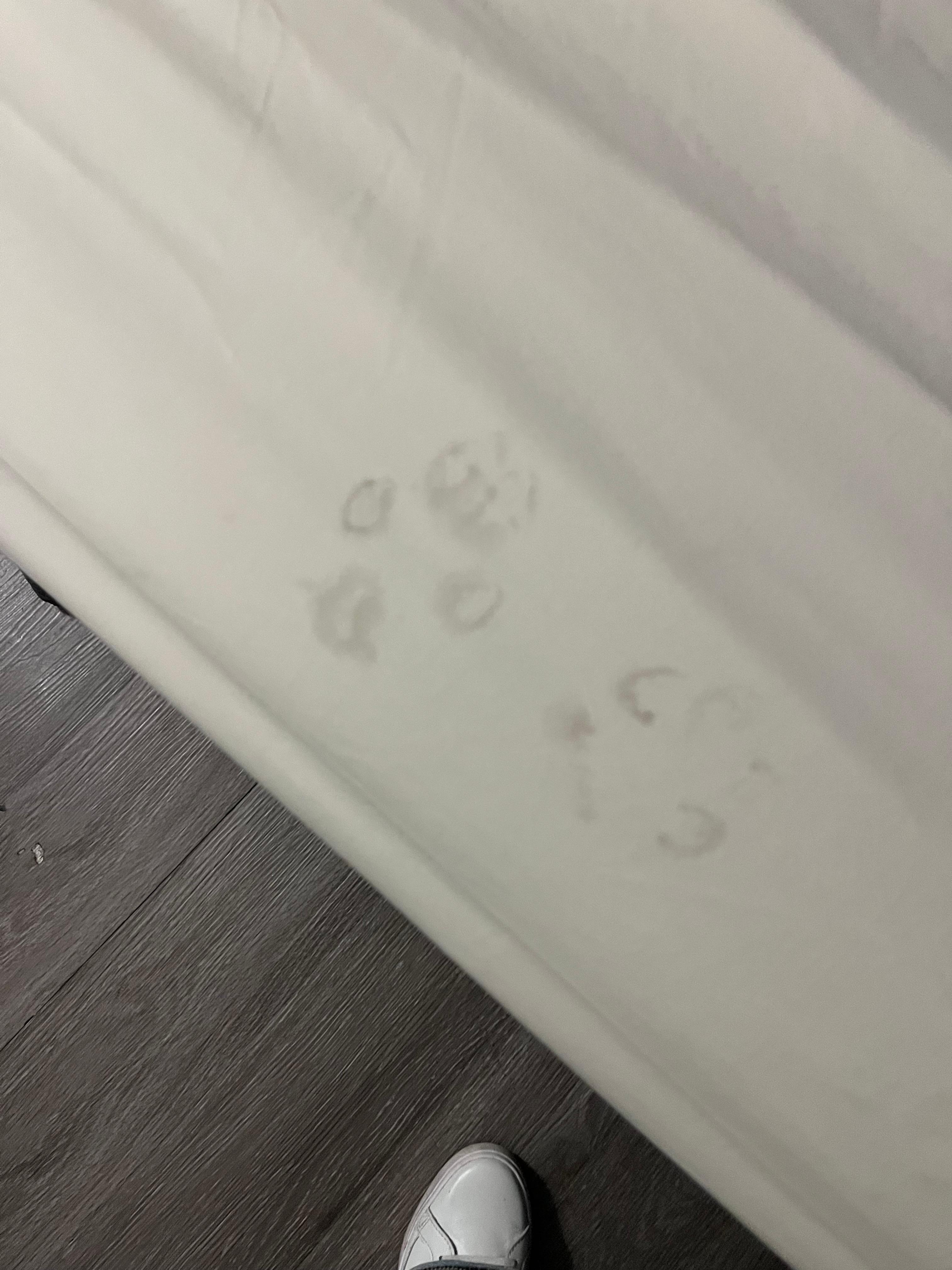 Paw prints on the sheets 