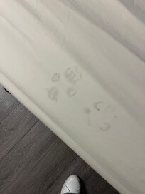 Paw prints on the sheets