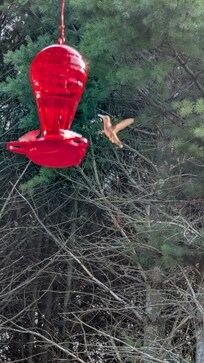One of two hummingbird feeders