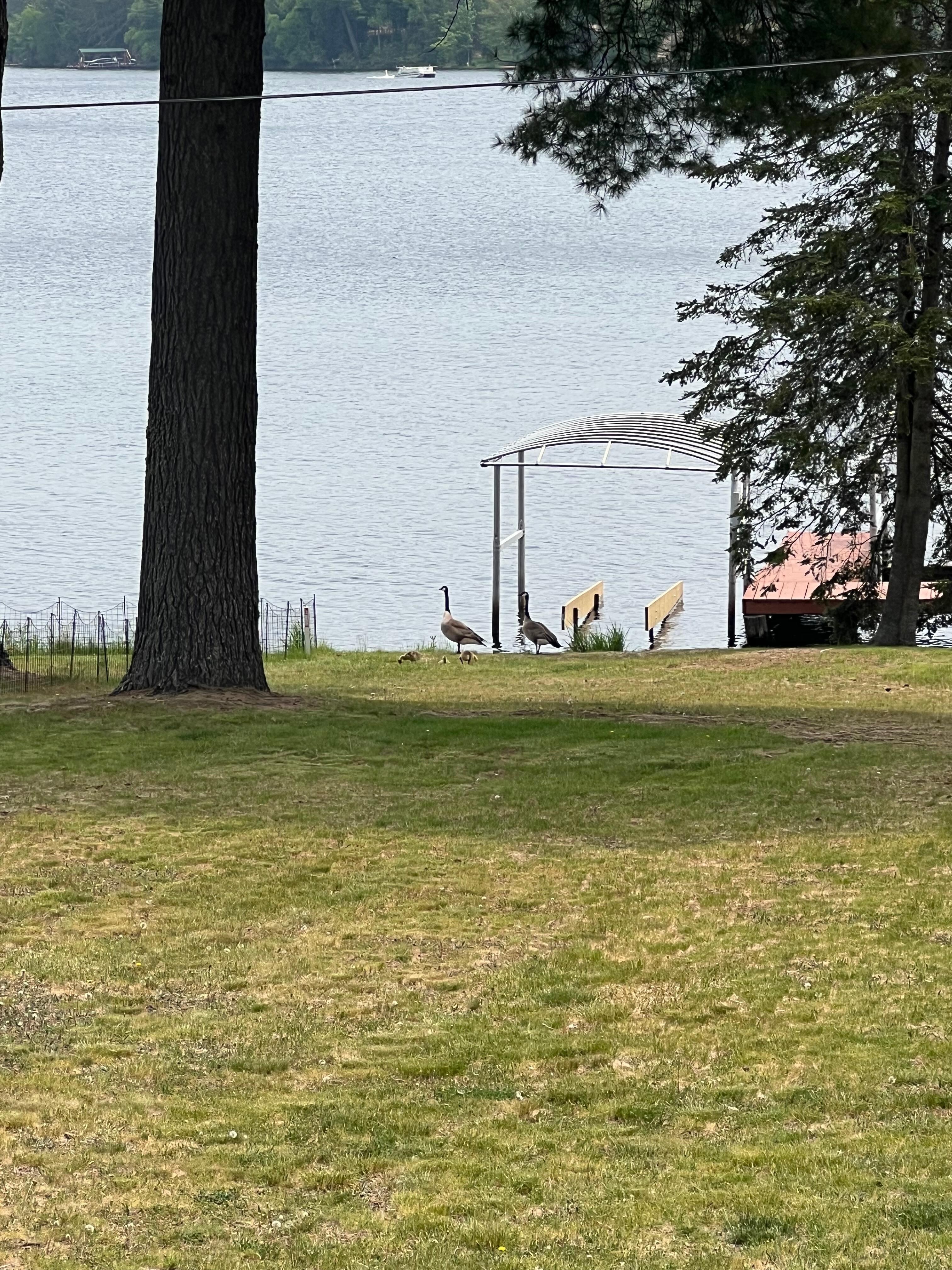 Babies down by the dock. 